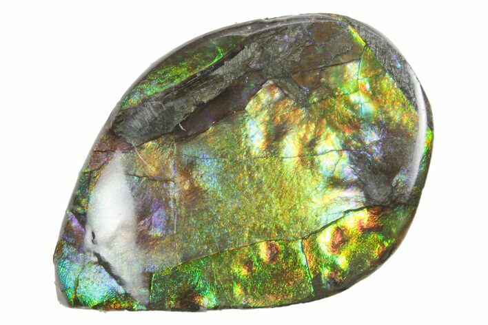 Iridescent Ammolite (Fossil Ammonite Shell) - Alberta #357457